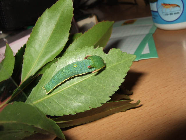 Segnalazione  Charaxes jasius a Firenze.