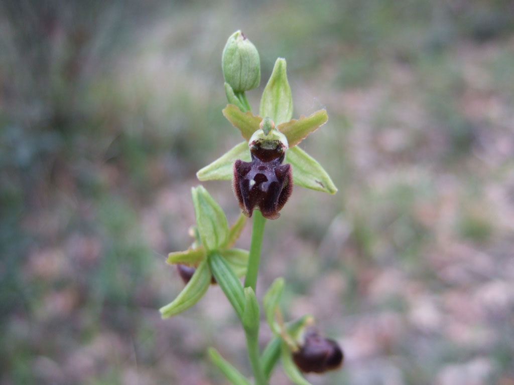 Ophrys sphegodes?