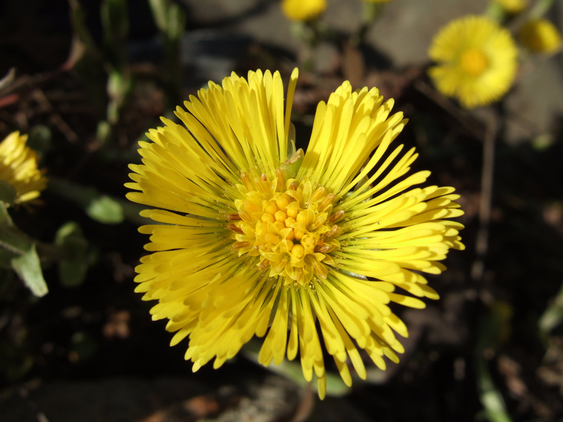 Tussilago farfara / Tossilaggine comune