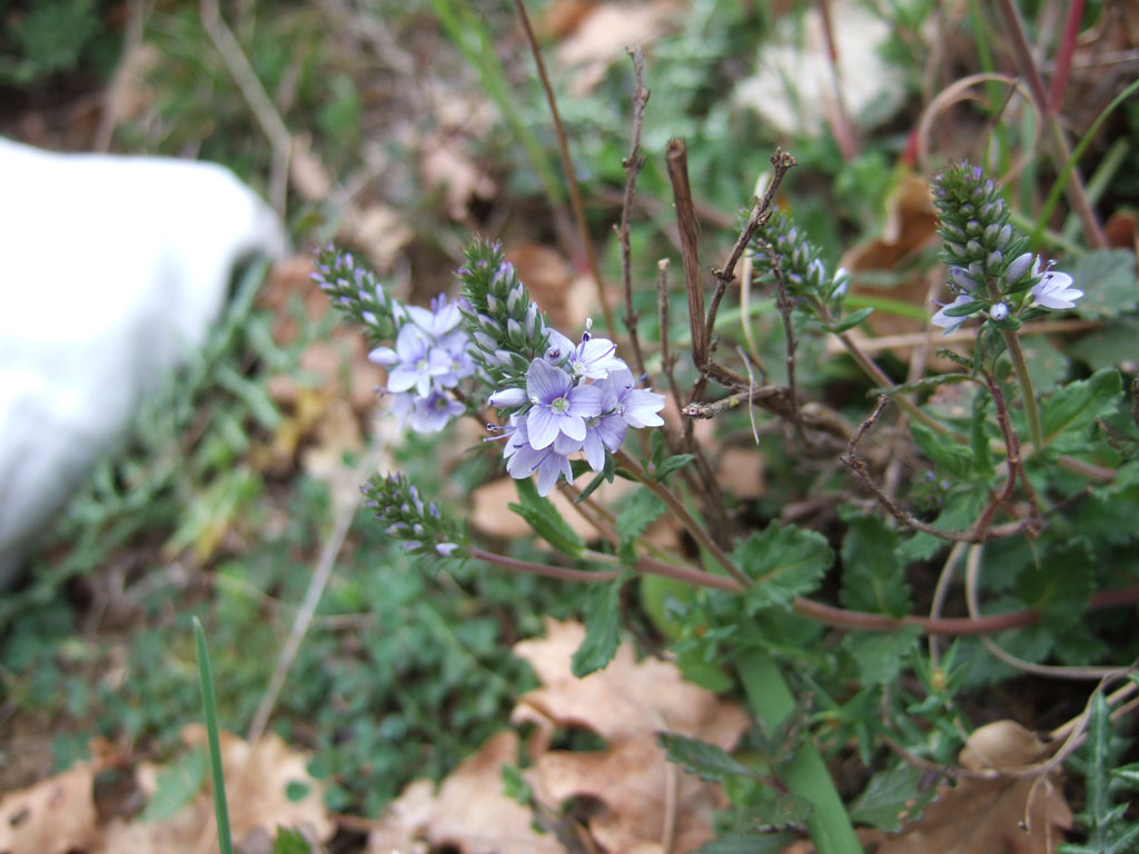 Veronica teucrium?  Veronica cfr. prostrata