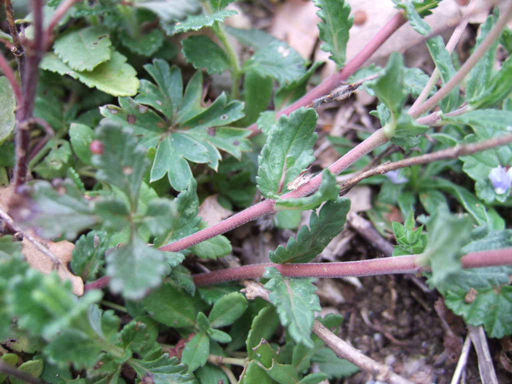 Veronica teucrium?  Veronica cfr. prostrata