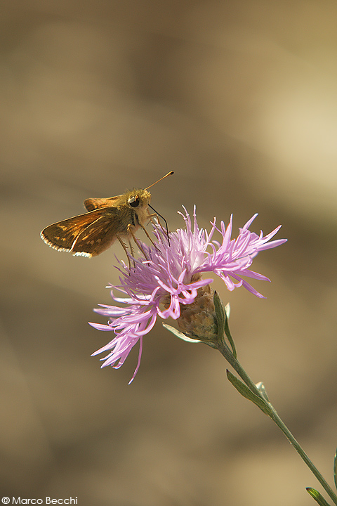 Ochlodes sylvanus