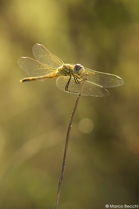 Sympetrum fonscolombii