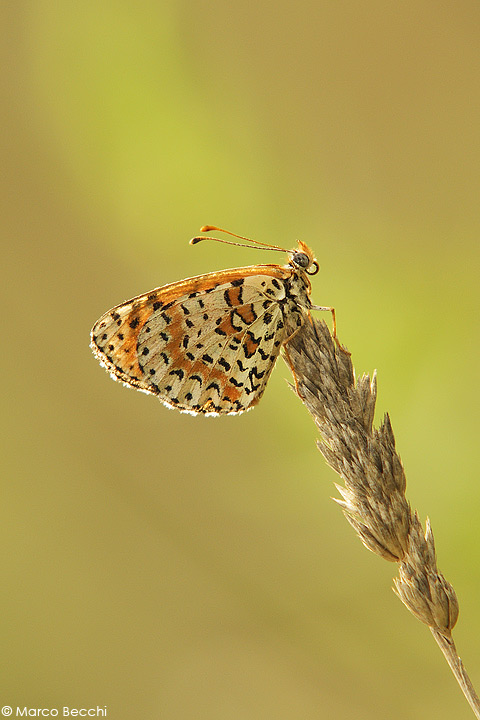 Melitaea didyma