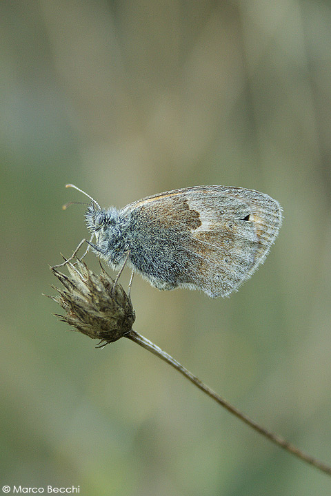 Coenonympha pamphilus