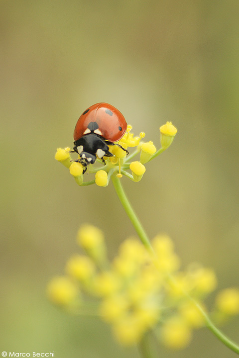 cos''? Coccinella septempunctata