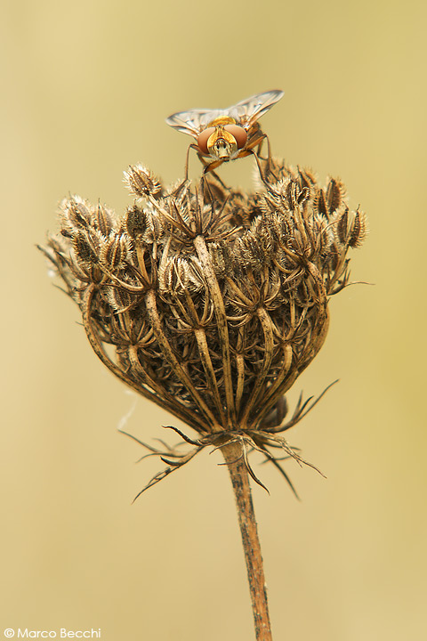 Tachinidae