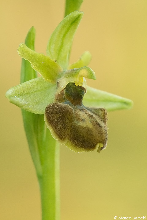 Ophrys sphegodes