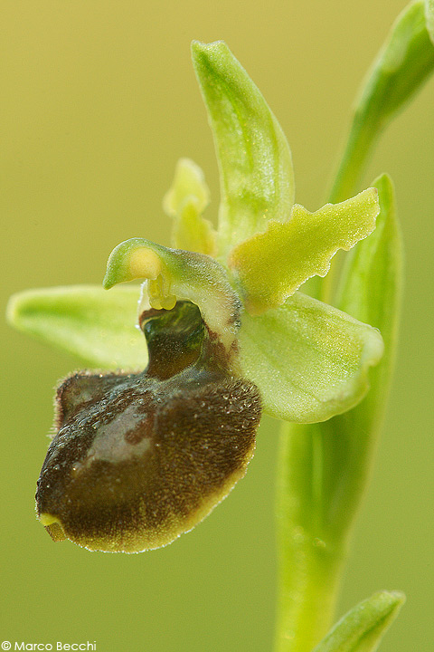 Ophrys sphegodes