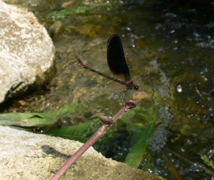 Calopteryx haemorrhoidalis