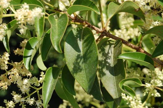 Albero ignoto - Ligustrum lucidum