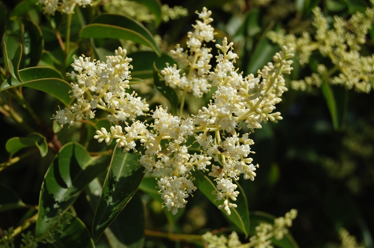 Albero ignoto - Ligustrum lucidum