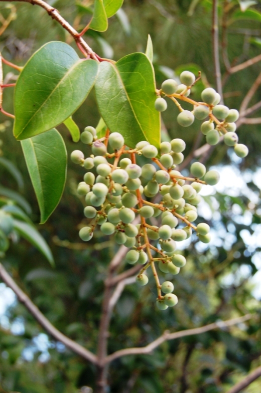 Albero ignoto - Ligustrum lucidum