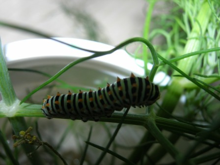 bruco di Papilio machaon su finocchio selvatico