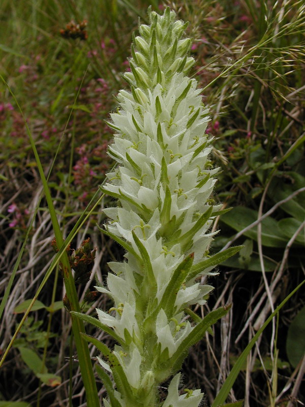 Campanula thyrsoides subsp. carniolica e Campanula thyrsoides