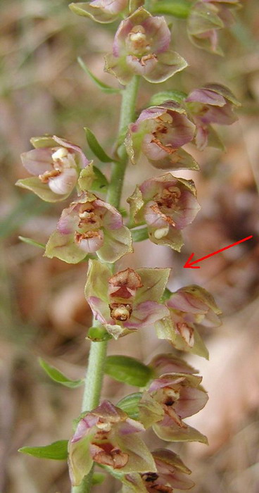 Epipactis helleborine con fiore capovolto