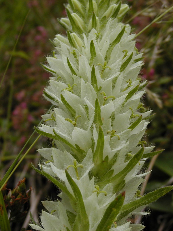 Campanula thyrsoides subsp. carniolica e Campanula thyrsoides