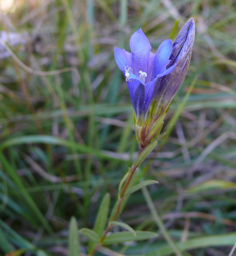 Gentiana pneumonanthe / Genziana palustre