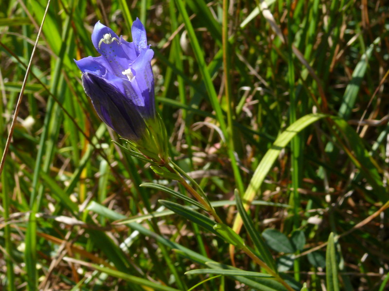 Gentiana pneumonanthe / Genziana palustre