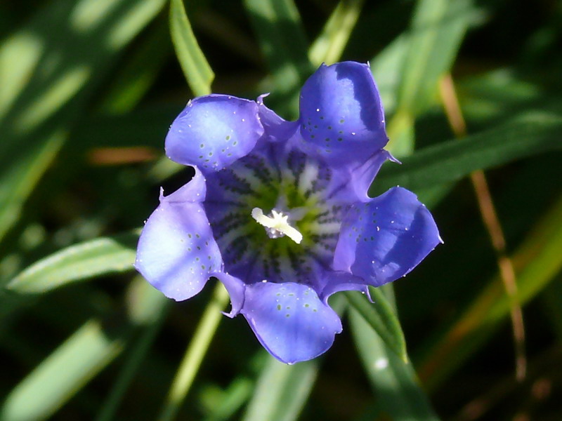 Gentiana pneumonanthe / Genziana palustre