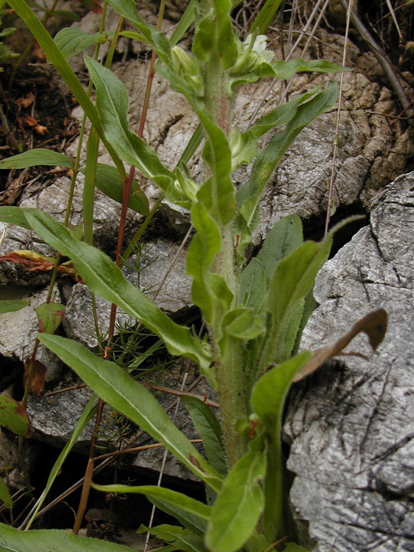 Campanula thyrsoides subsp. carniolica e Campanula thyrsoides