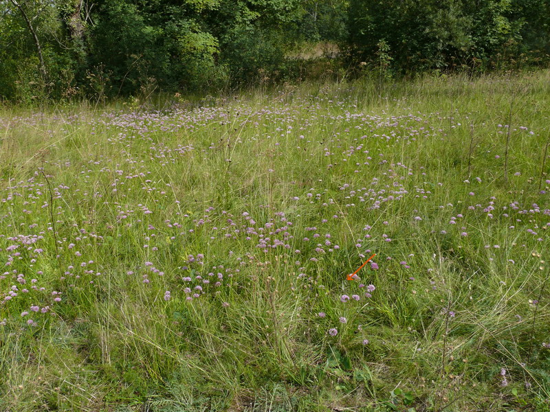 Spiranthes spiralis