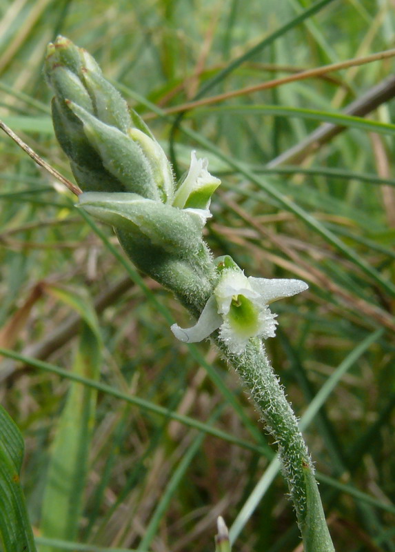 Spiranthes spiralis