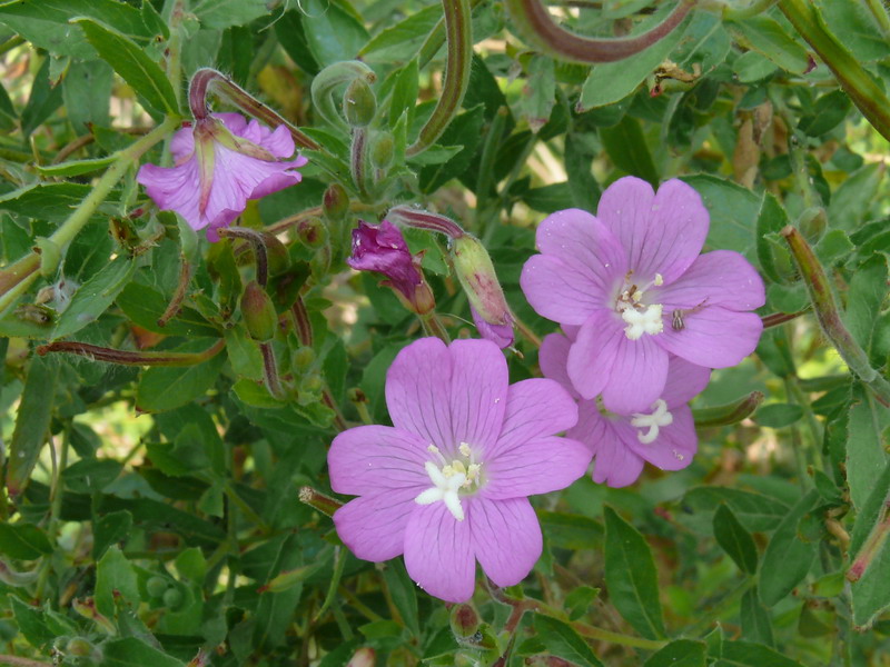 Epilobium hirsutum / Garofanini dacqua