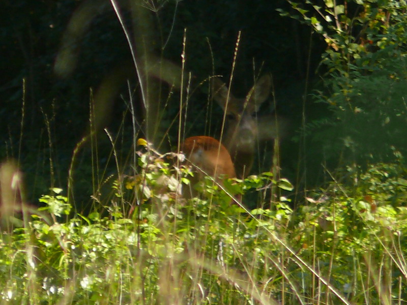 Capriolo nel bosco