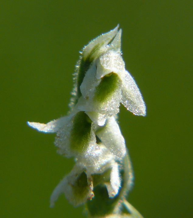 spiranthes spiralis