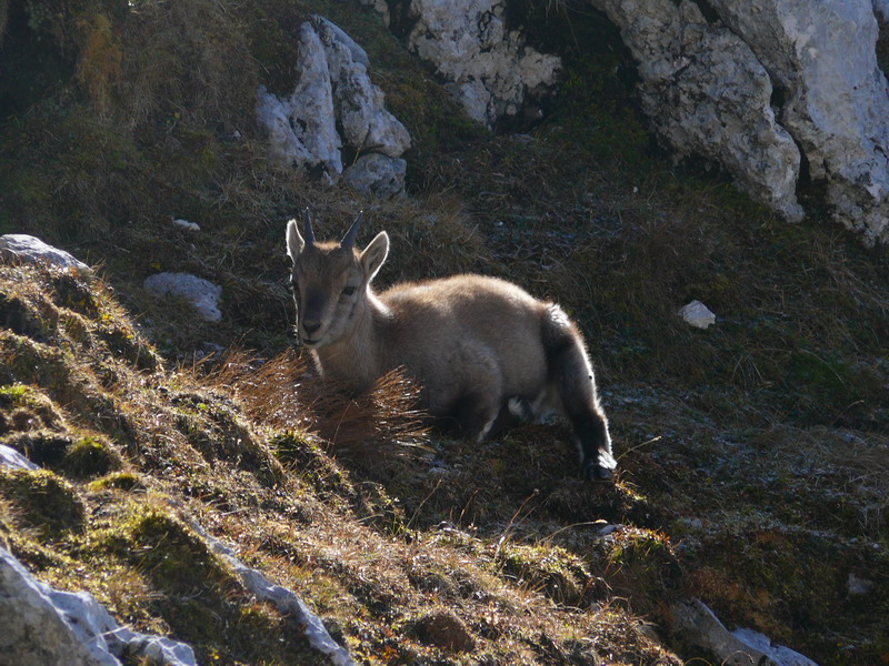 Tenerezze di un cucciolo di stambecco