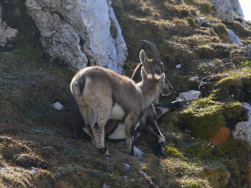 Tenerezze di un cucciolo di stambecco