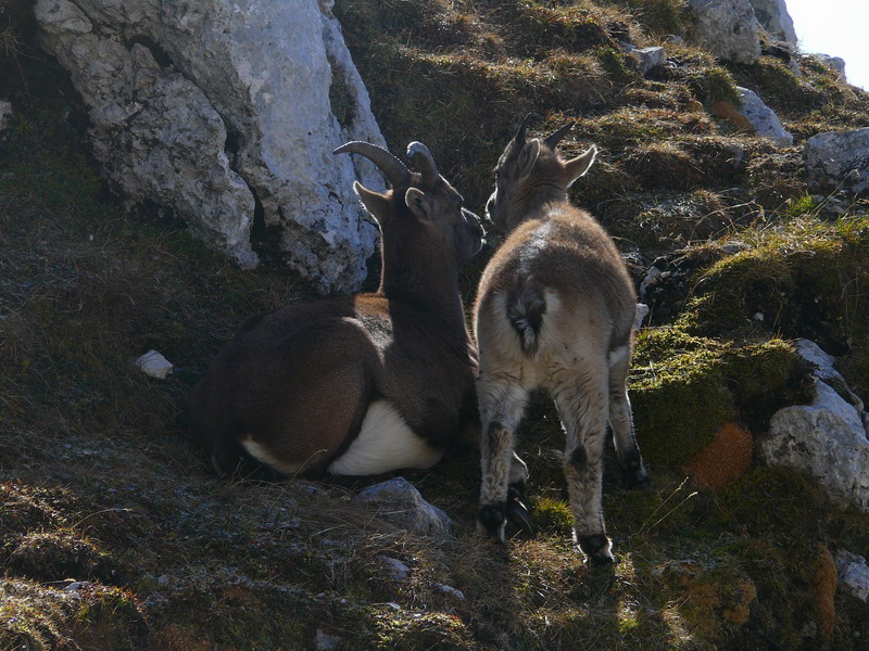 Tenerezze di un cucciolo di stambecco