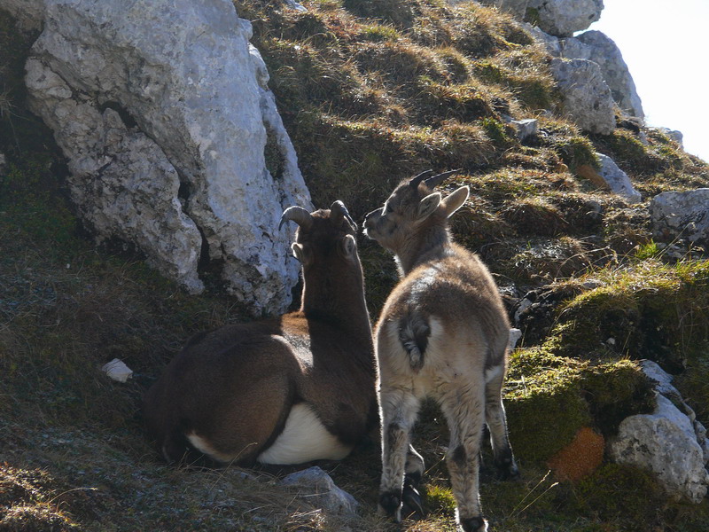 Tenerezze di un cucciolo di stambecco