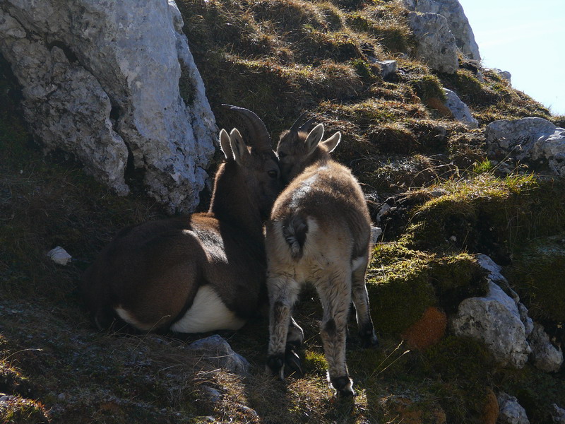 Tenerezze di un cucciolo di stambecco