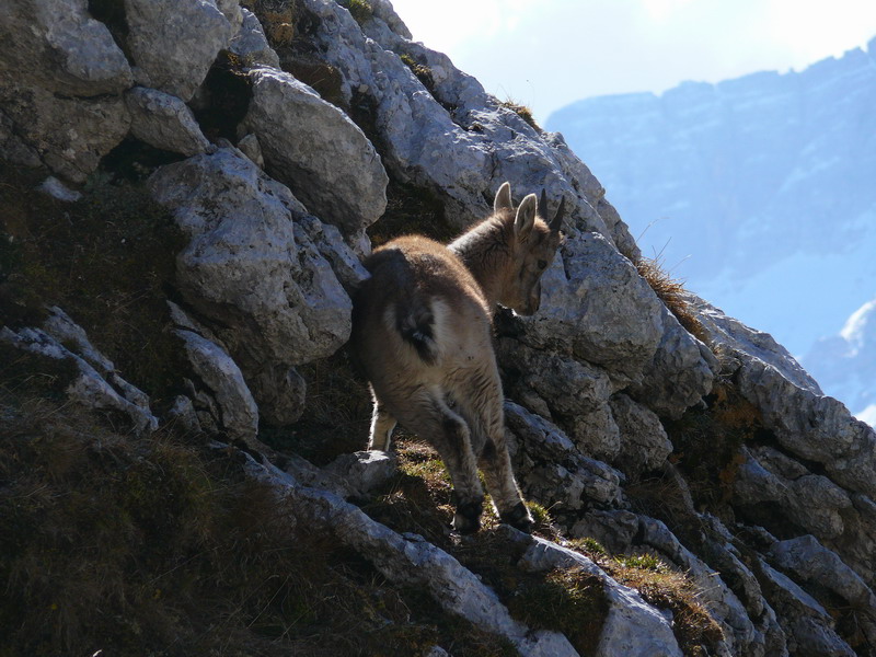 Tenerezze di un cucciolo di stambecco