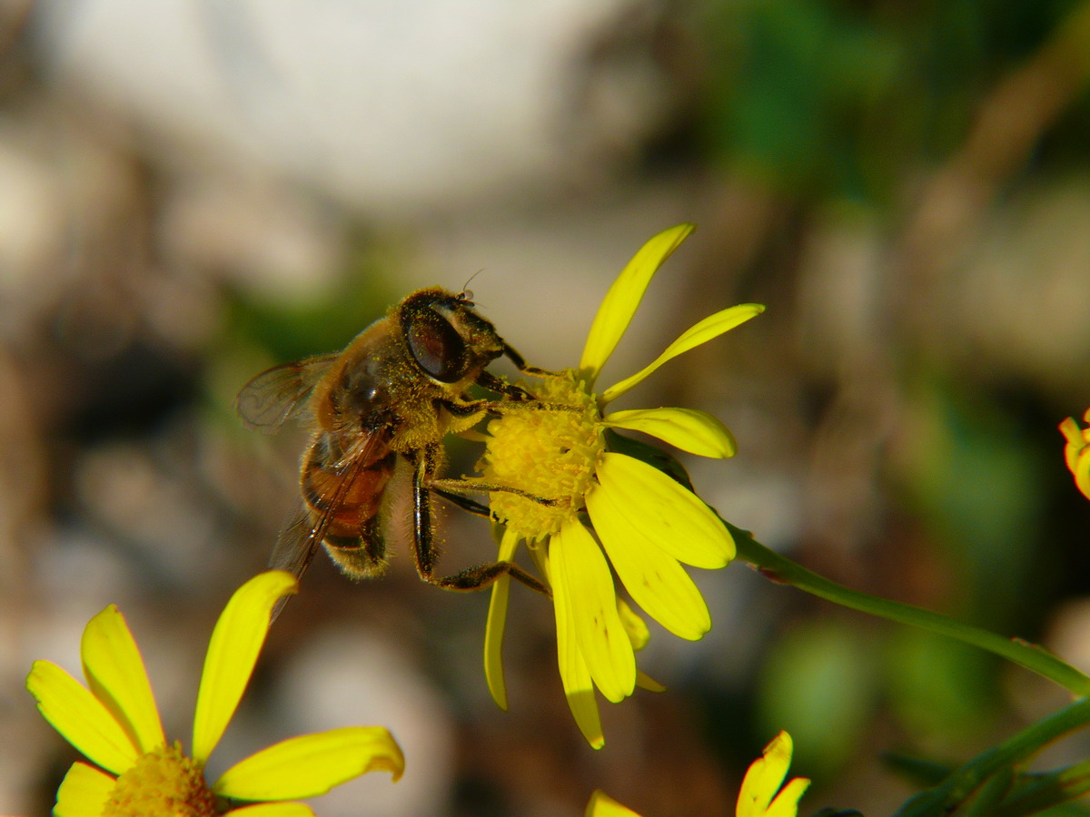 Dittero da identificare: Eristalis