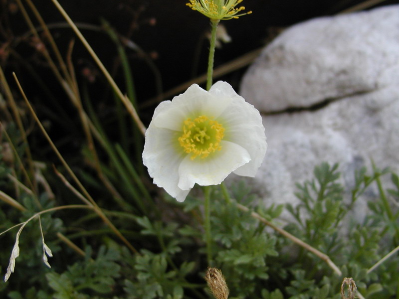 Classificazione papaver alpinum