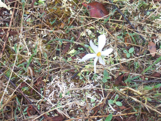 narcissus serotinus