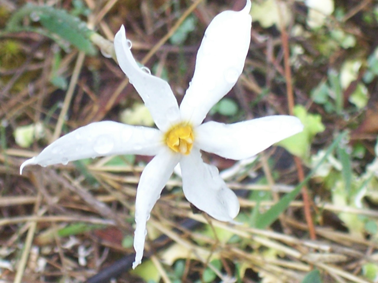 narcissus serotinus