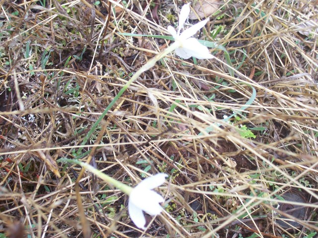 narcissus serotinus