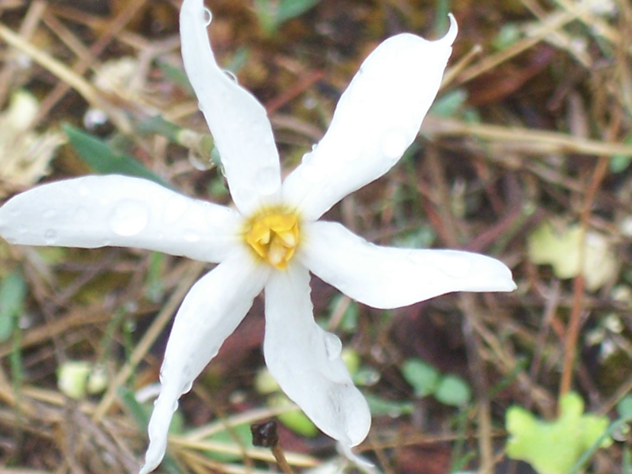 narcissus serotinus