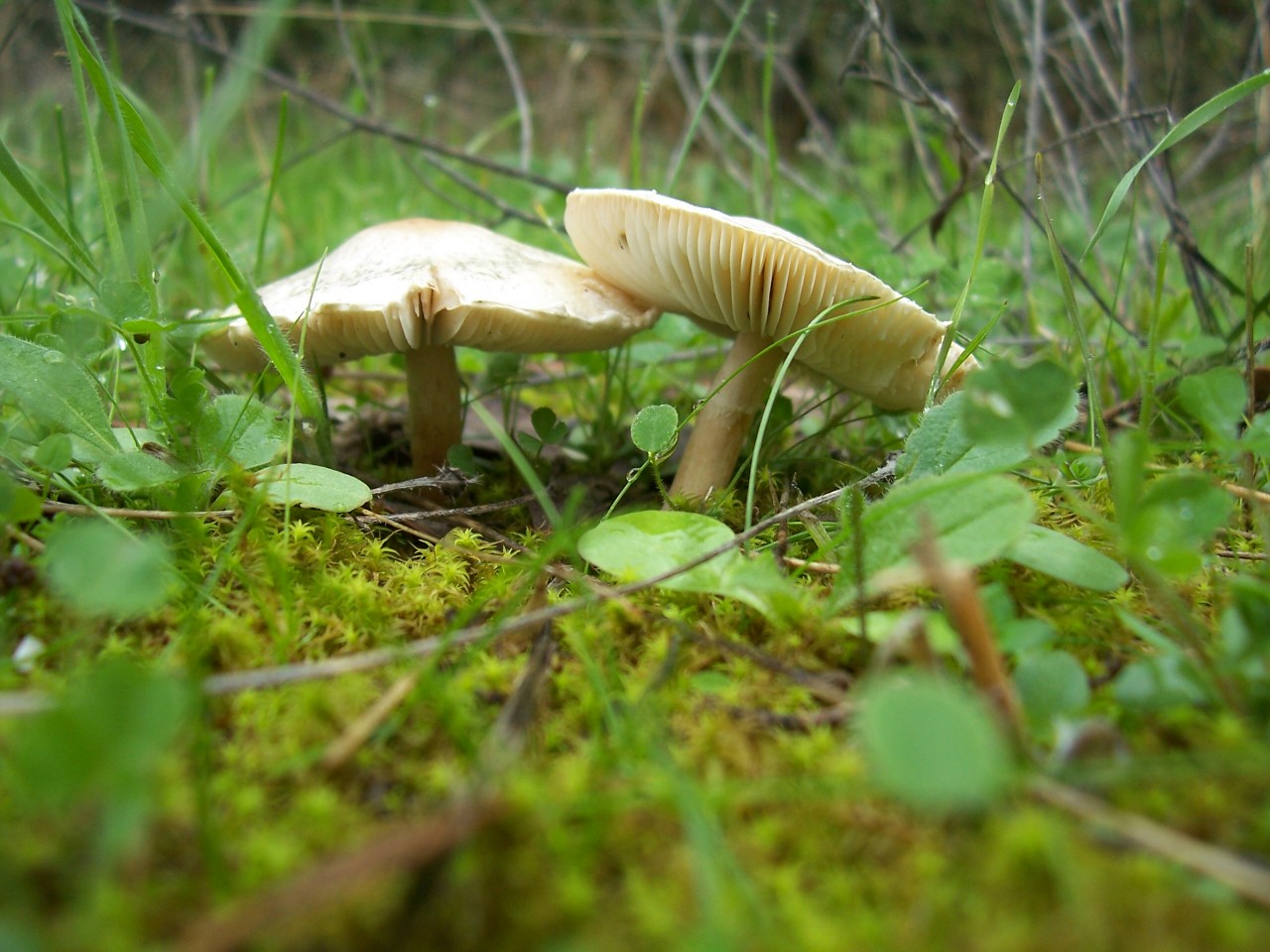 Altri funghi da determinare