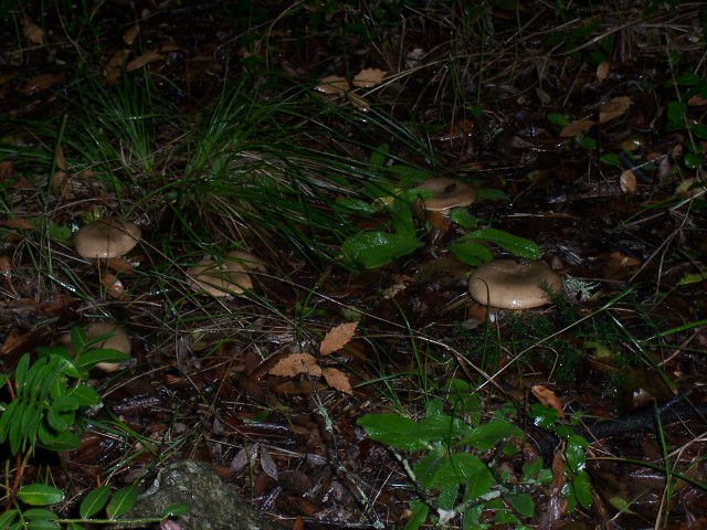 Clitocybe alexandri