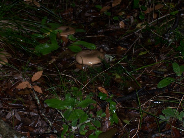 Clitocybe alexandri