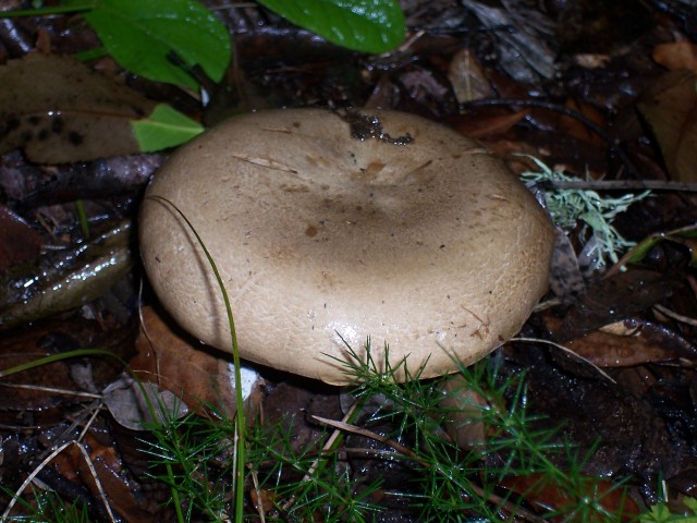 Clitocybe alexandri