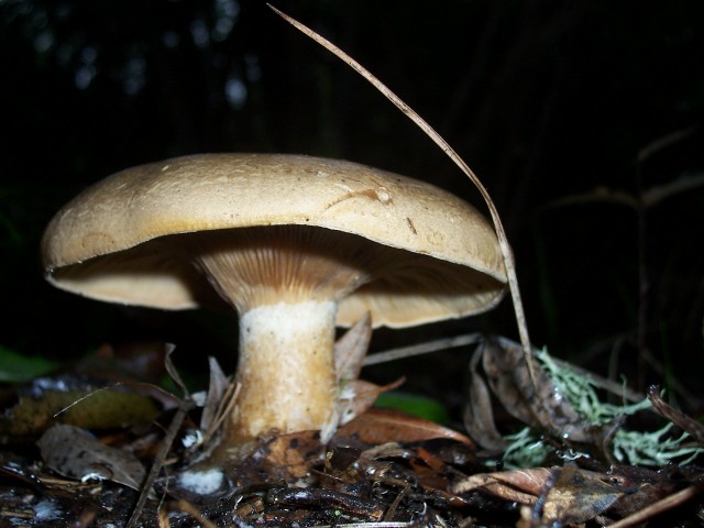 Clitocybe alexandri