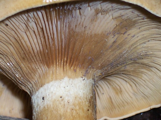 Clitocybe alexandri