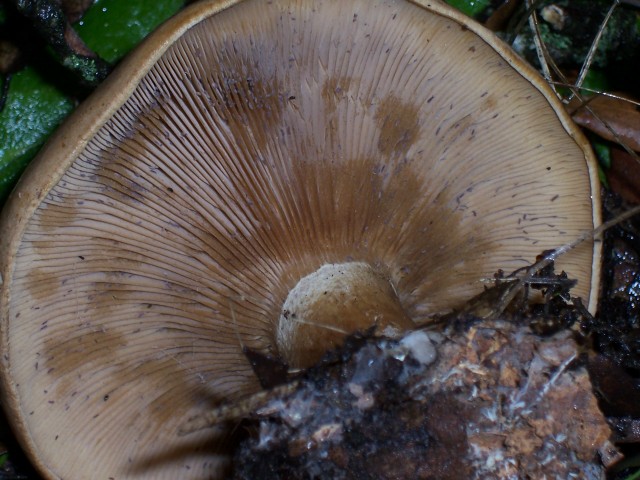 Clitocybe alexandri