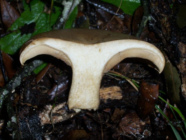 Clitocybe alexandri